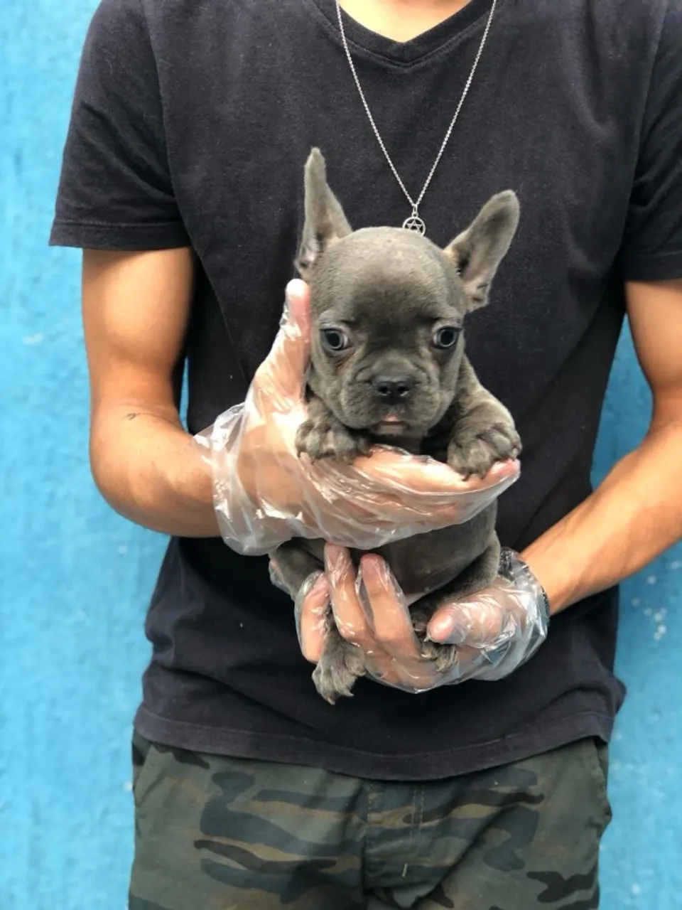 Bulldog frances merle, fulvo, pirata e mais cores exoticas