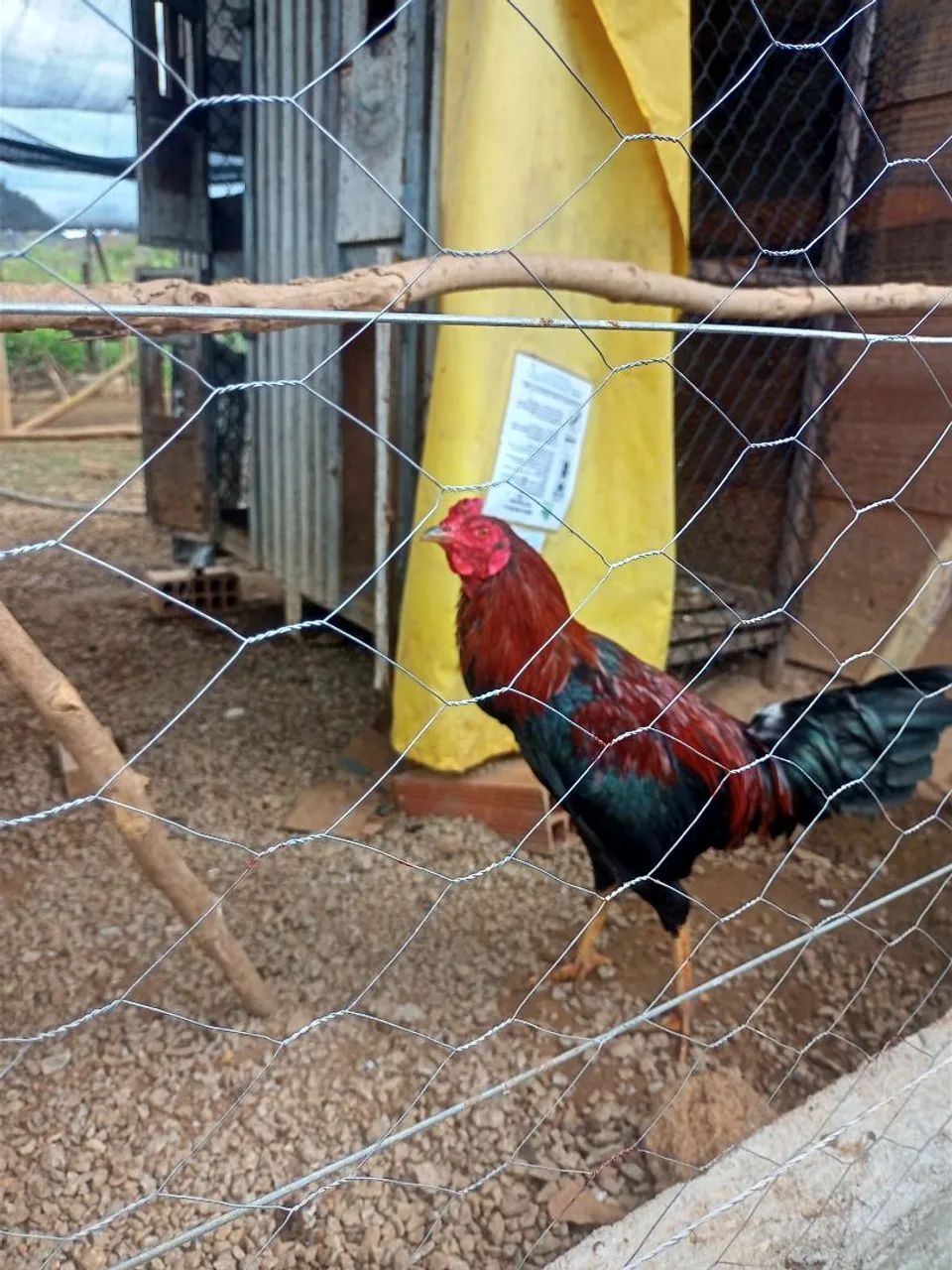 Galos e galinhas mesticas. - Animais para agropecuária - Parque ...