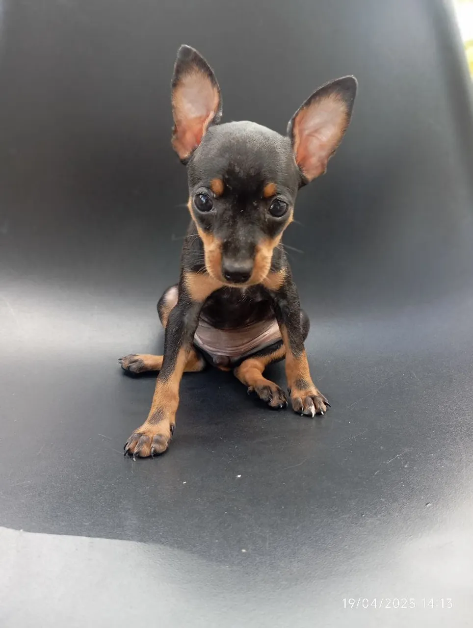 Lindos Filhote de Pinscher Miniatura - Disponível!