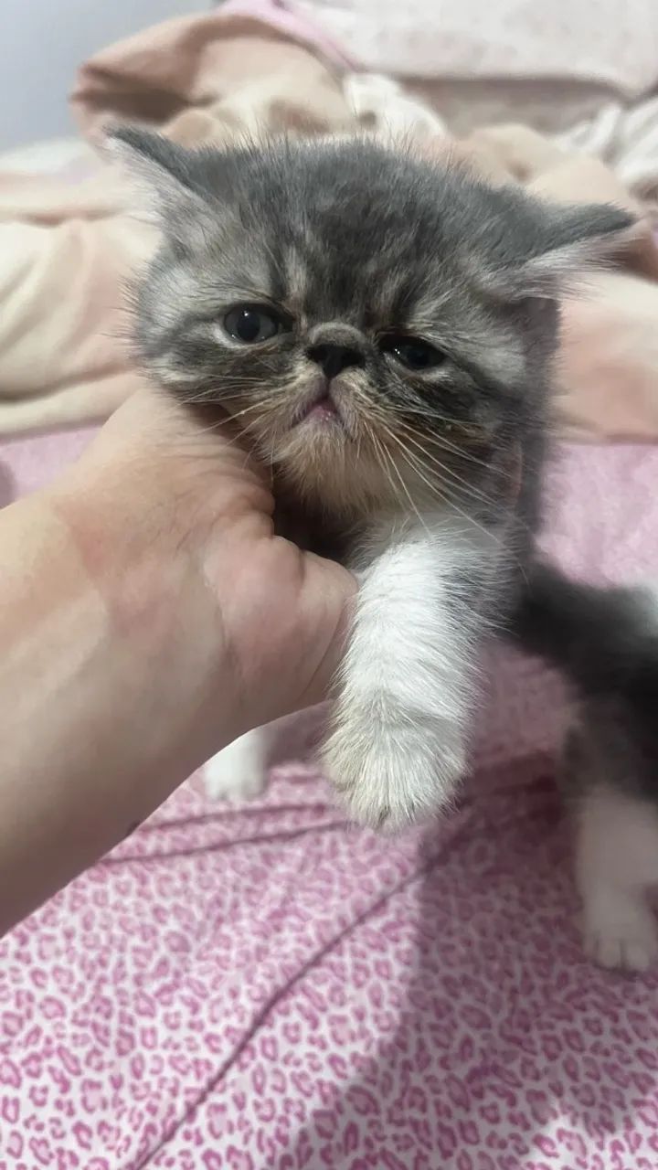 GATOS PERSAS E EXOTICOS