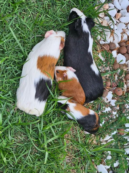 Dois filhotes de Porquinho da Índia fêmea  - Foto 2