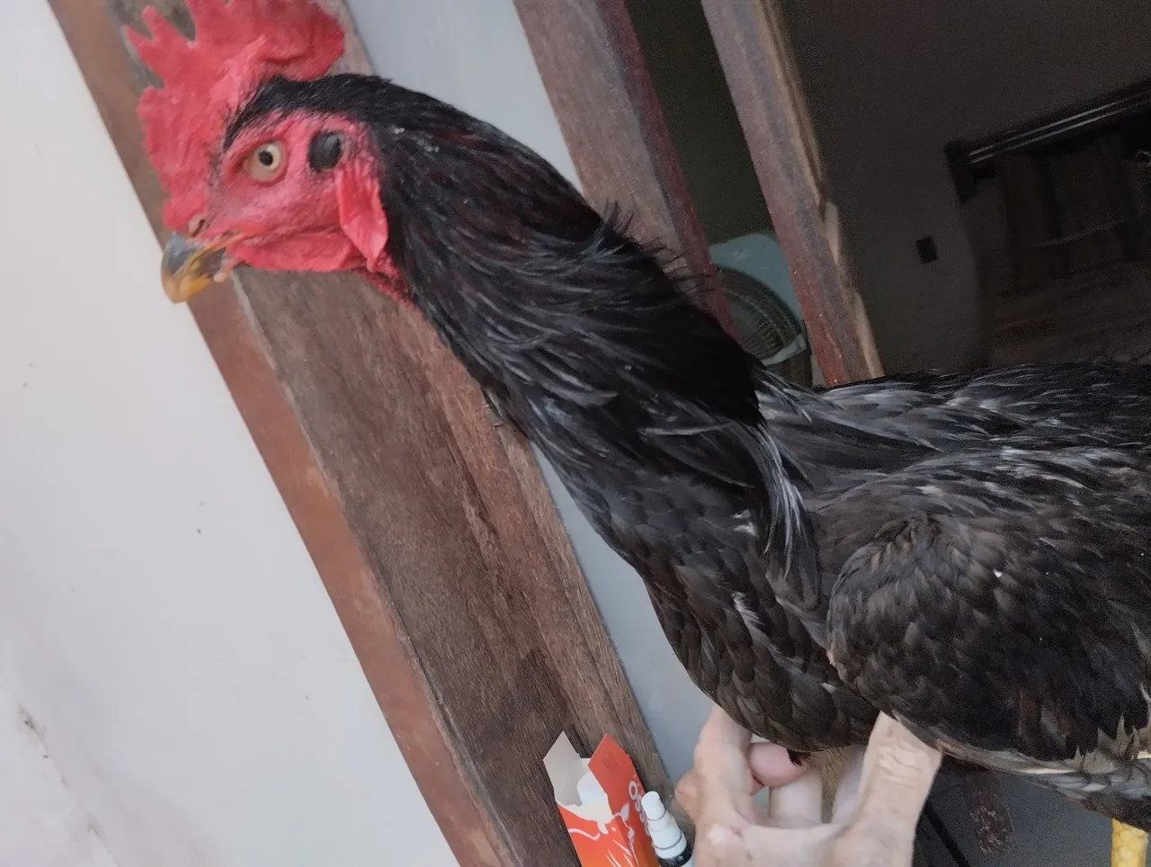 Galo Ornamental,índio com Bankiva excelente linhagem 10 meses de idade