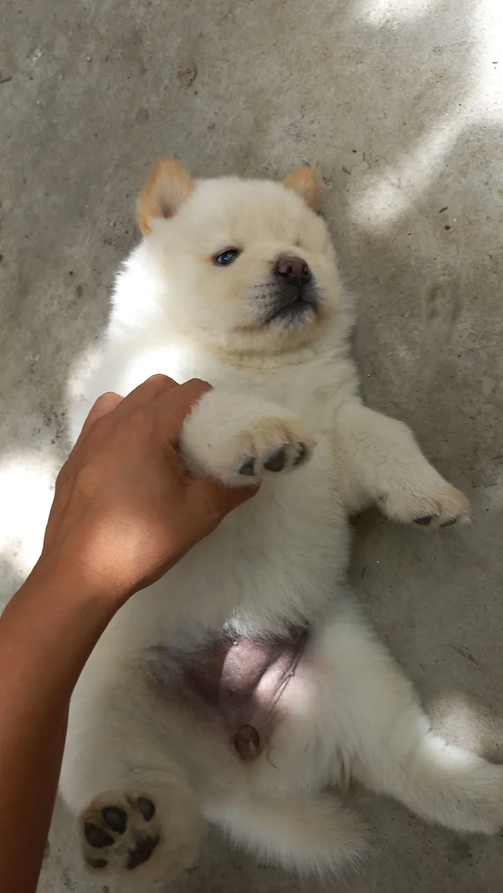 Filhote Chow-Chow