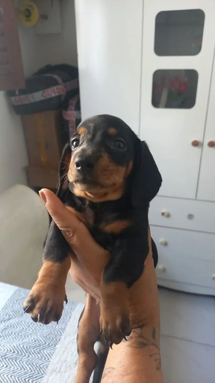 Filhote de Dachshund  macho(salsichinha) - Foto 3