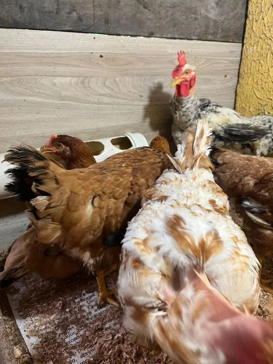 Frangos de raça pura para venda - Foto 5