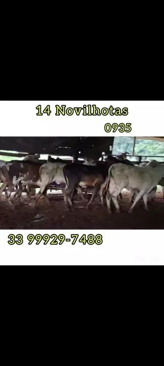 14 Novilhotas  - Foto 4
