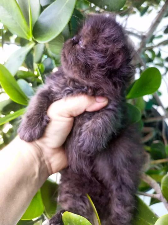 FILHOTE DE PERSA SHOW MACHO  - Foto 2