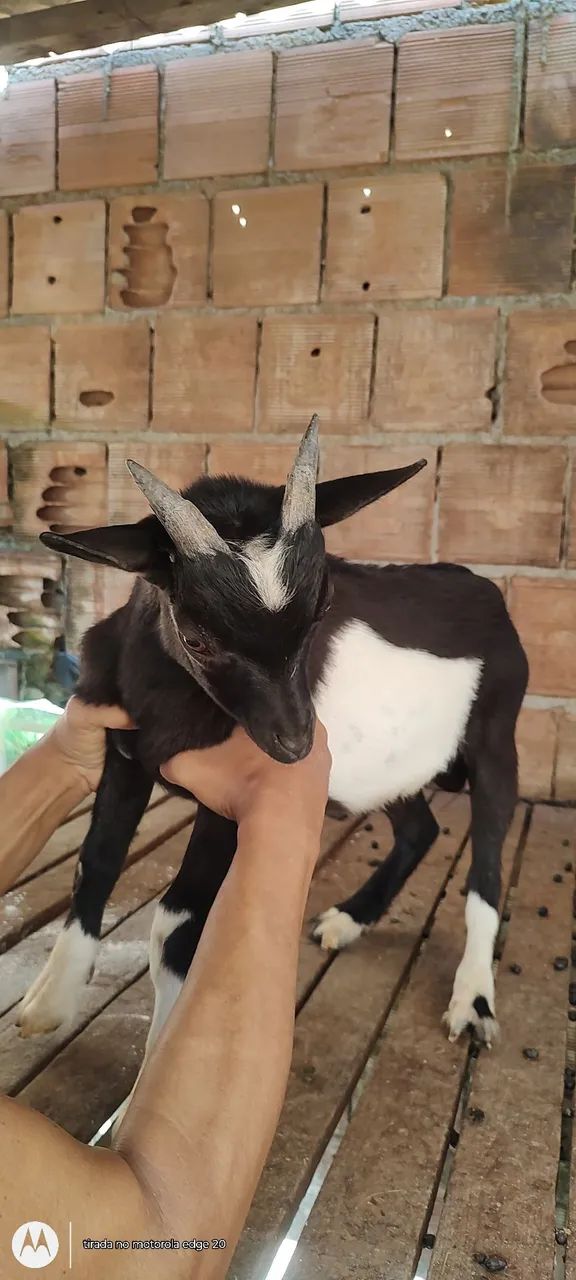Mini cabrito macho - Foto 5