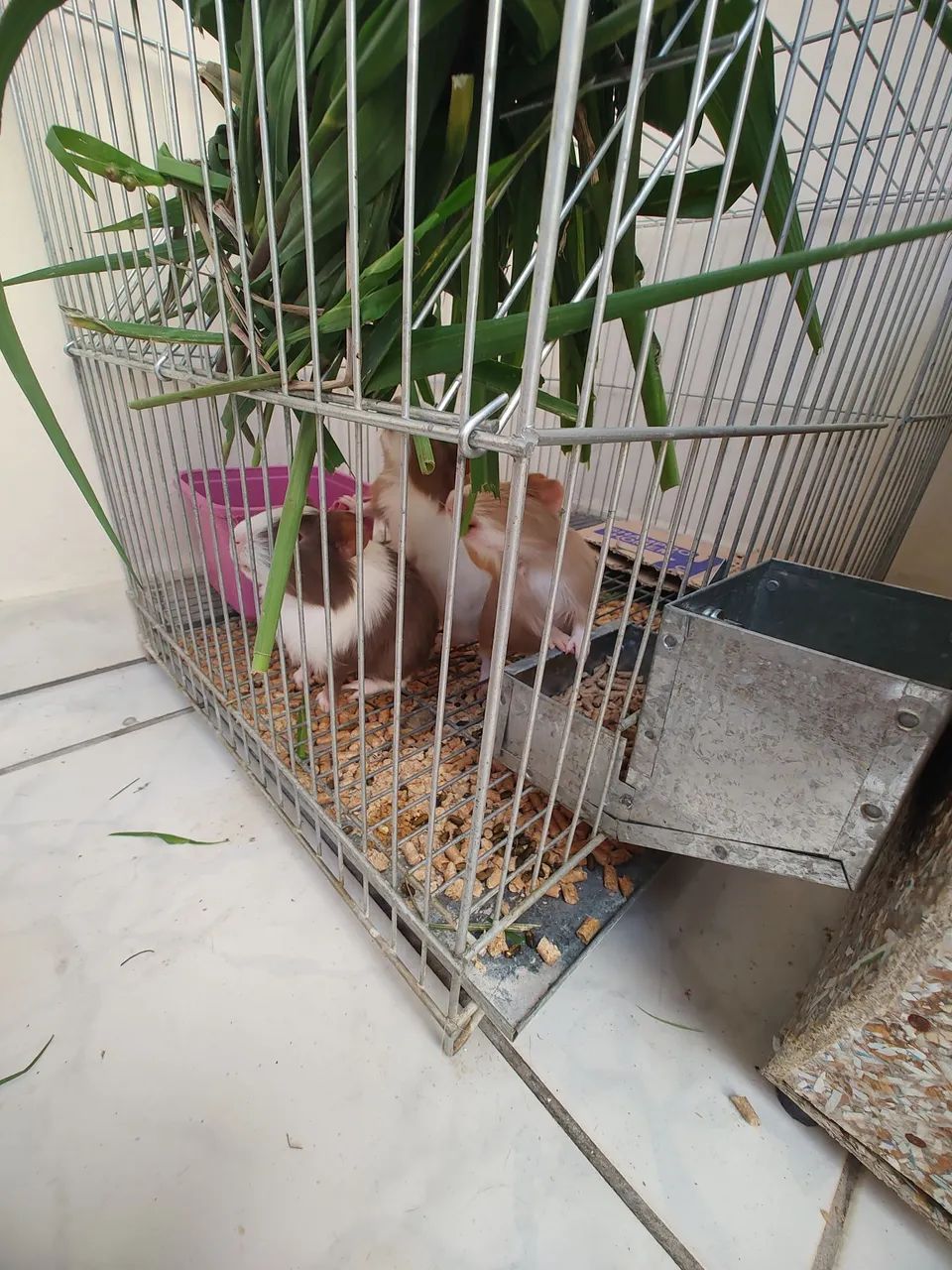 Porquinhos da Índia 63824598402305122