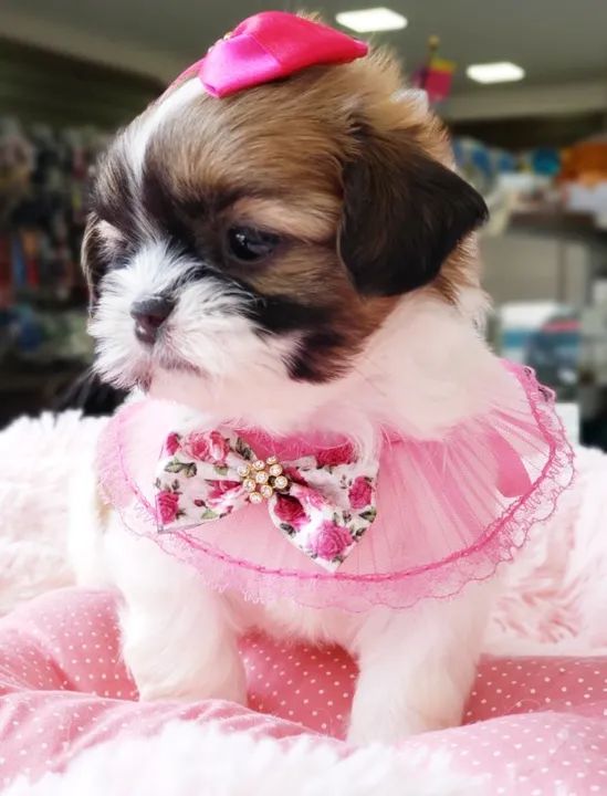 Shihtzu fêmea , seu filhote esta aqui, venha conferir   - Foto 2