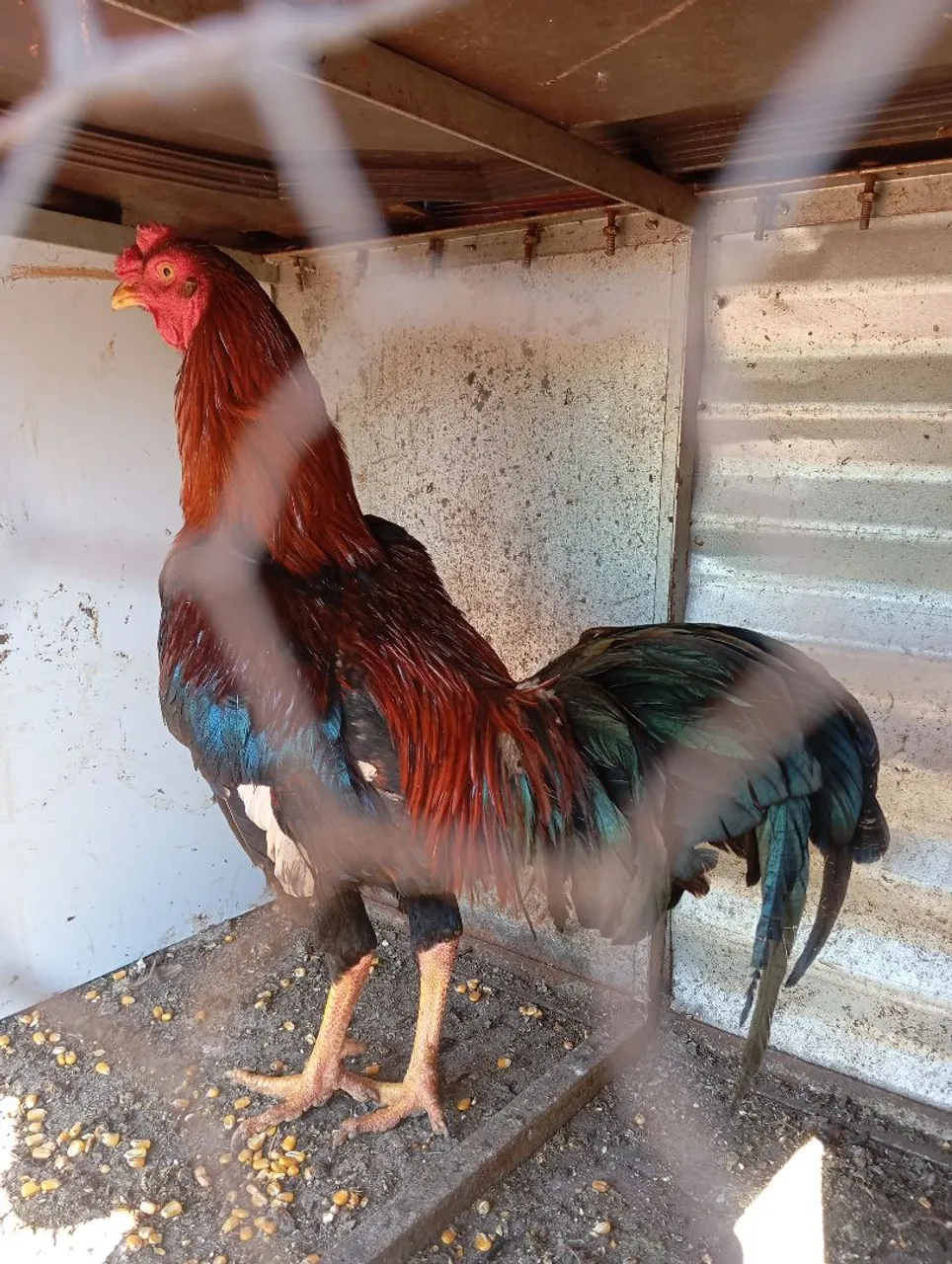 Galo