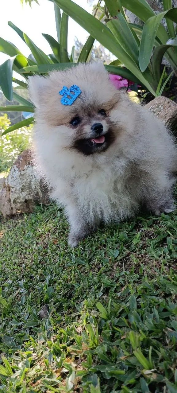 Lindos spitz alemão / lulu da pomeranea - Foto 2