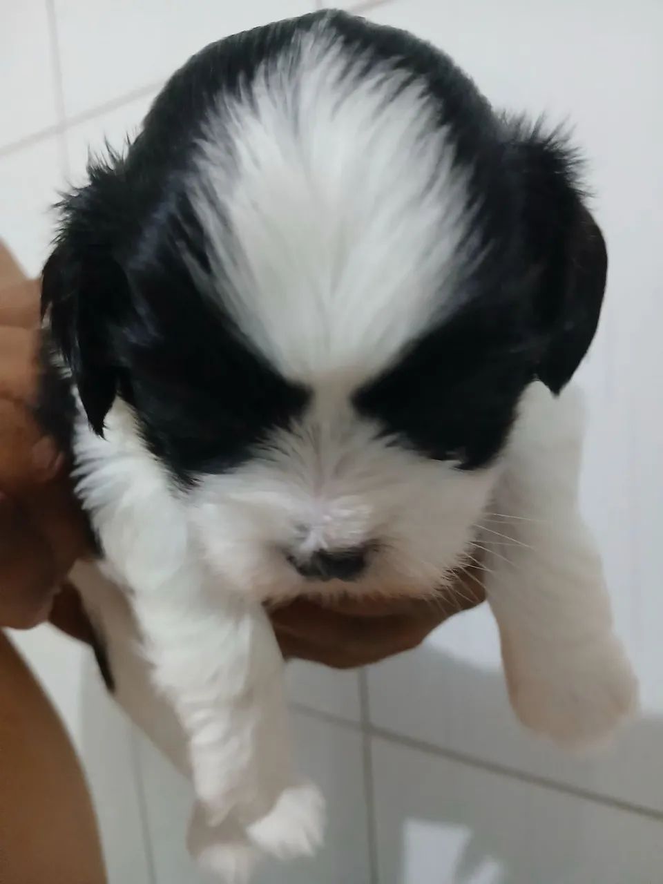 Filhote Lhasa Apso - Foto 5