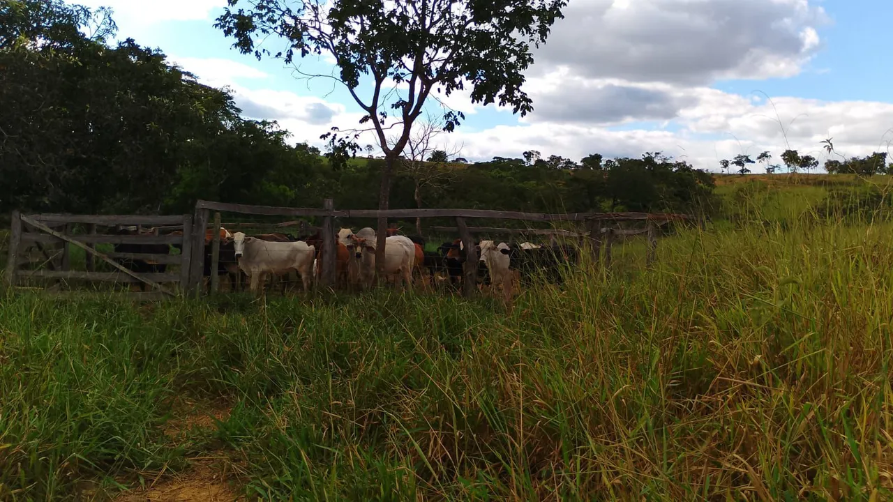 Vendo fazenda