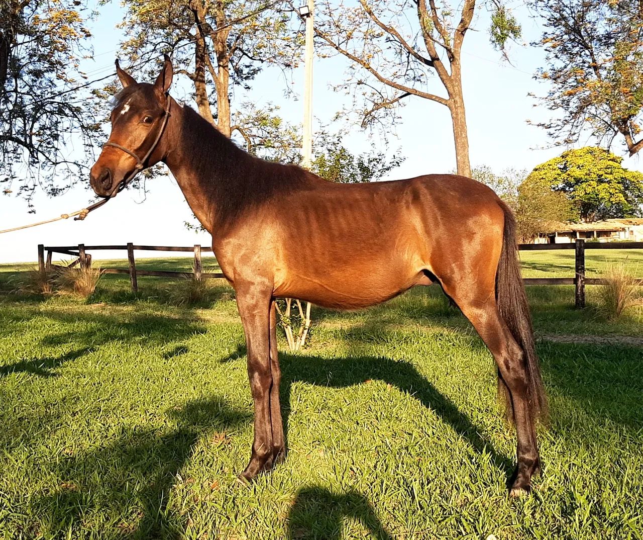 Potro Mangalarga Marchador Registrado  - Foto 4