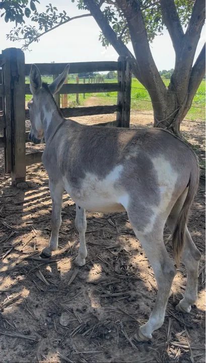 Jumenta pampa  - Foto 2