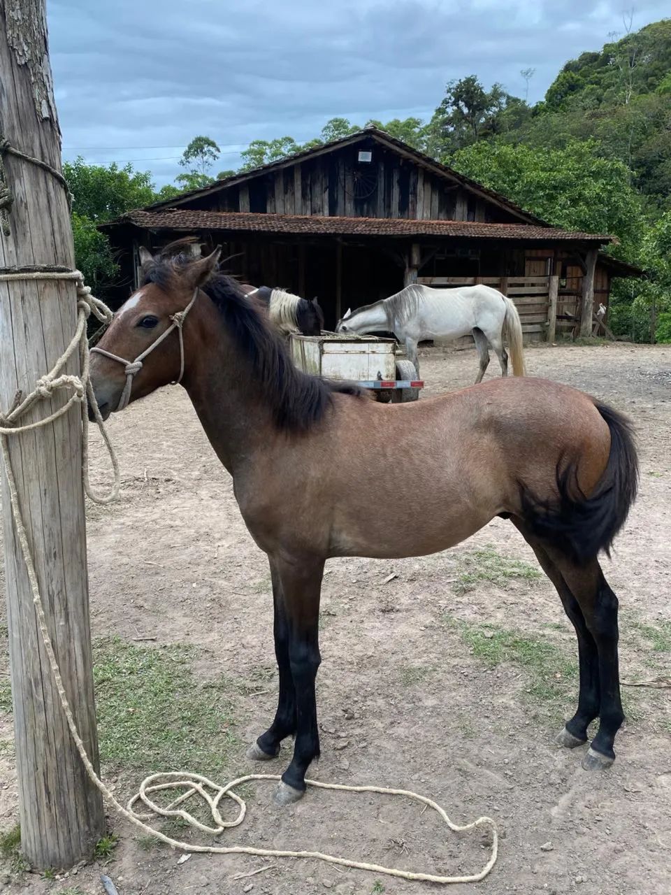 Potro mangalarga marchador  - Foto 2