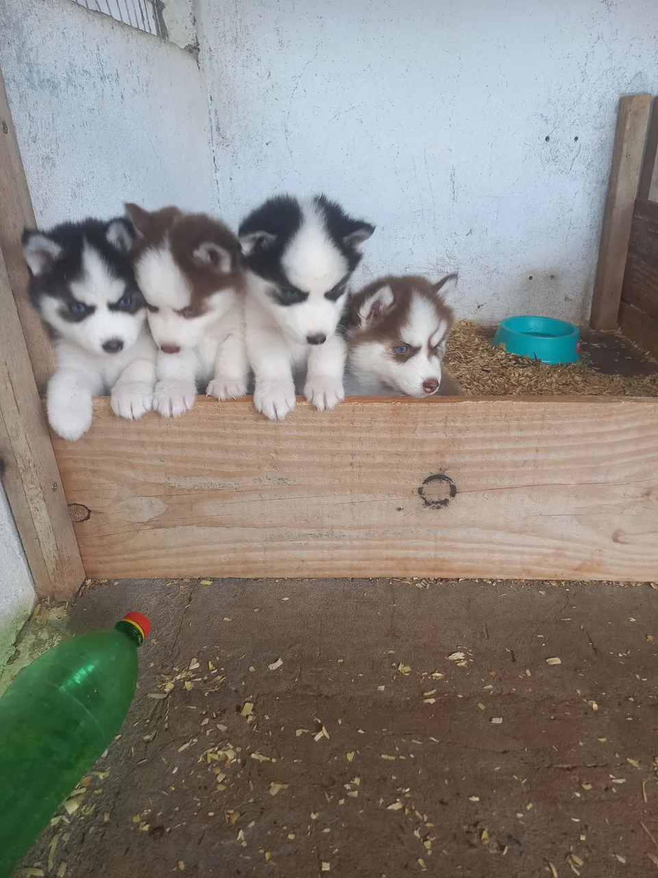 Lindas femias de husky wolly