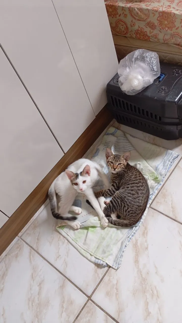 Gatinhos Brincalhões 