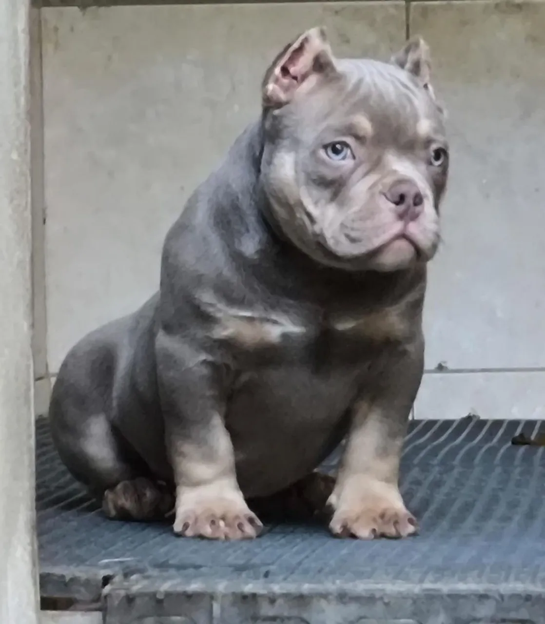 Filhote American Bully - Incrível!
