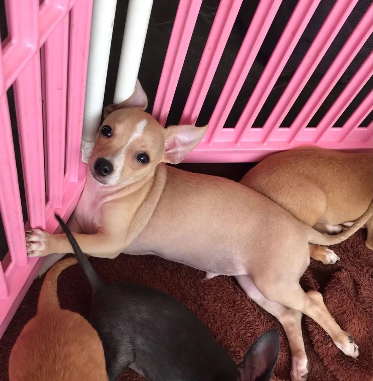 Chihuahua