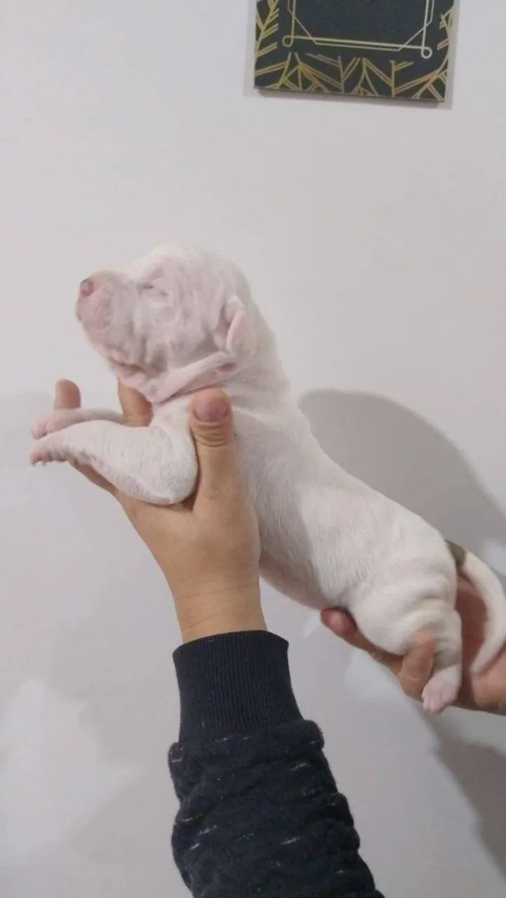 Filhote de Pitbull- Puro Sangue