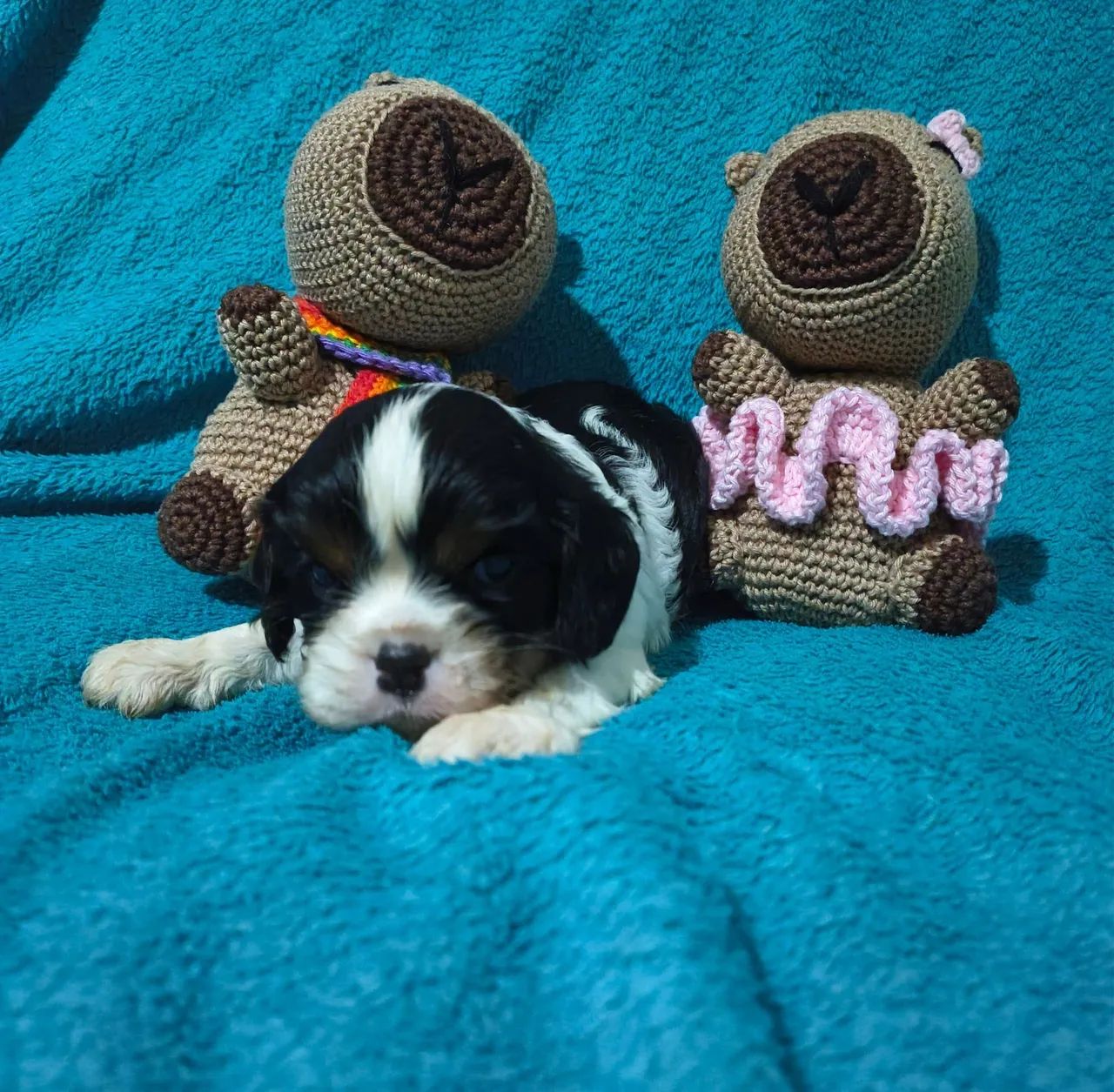 Cavalier King Charles Spaniel 