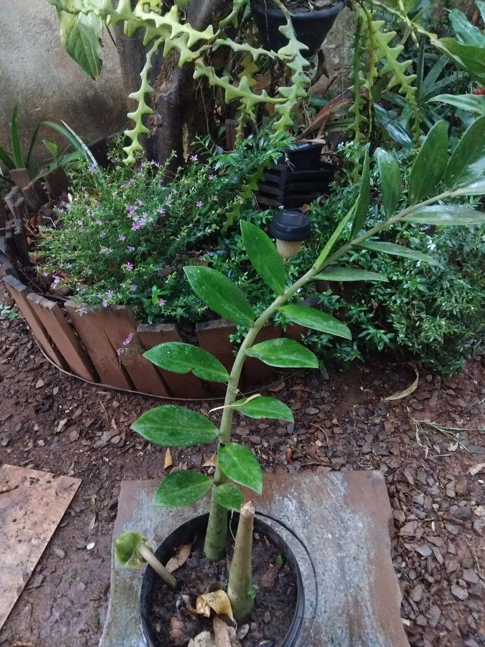 Planta zamioculca - Foto 2