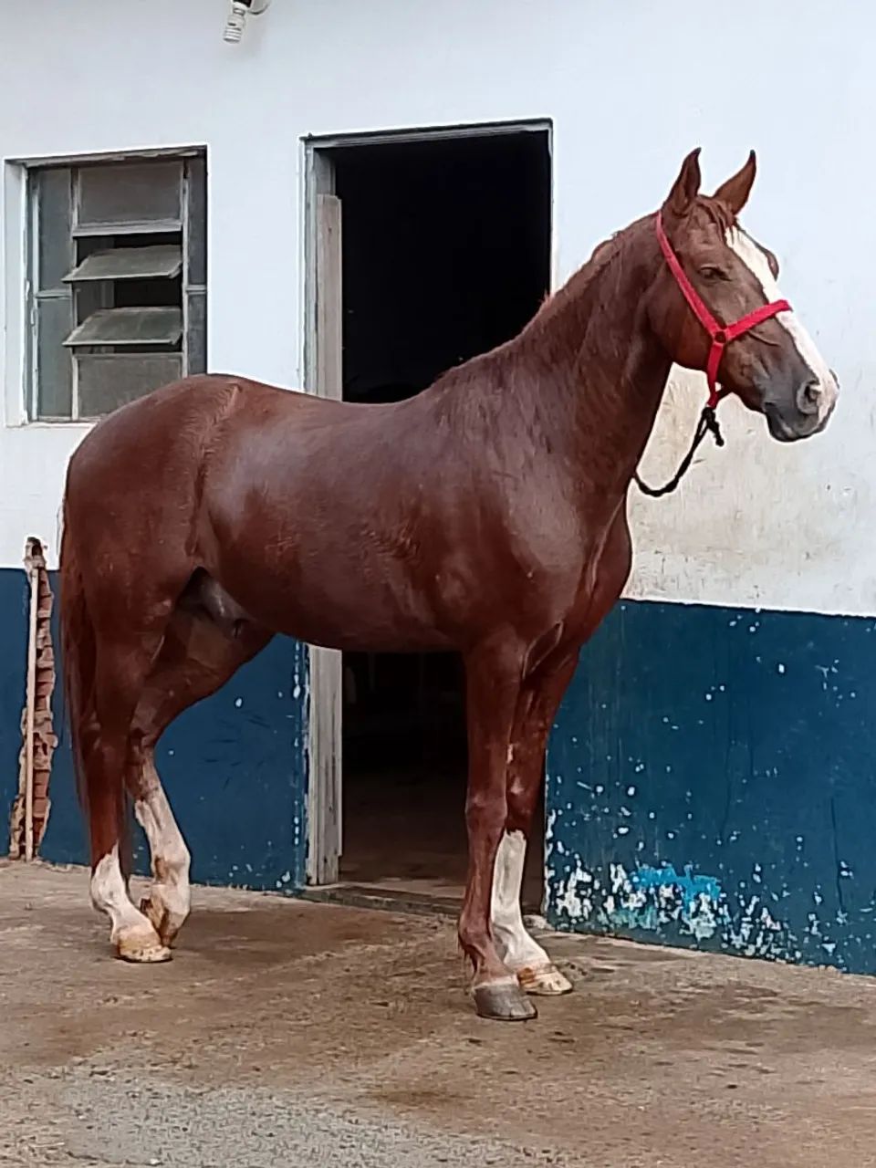 Vendo Cavalo Mangalarga Paulista - 7 anos