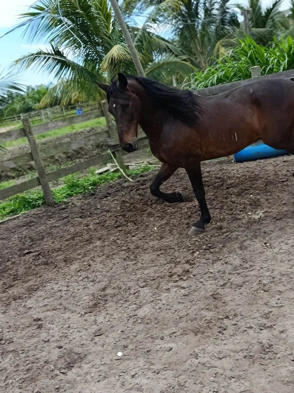 Cavalo  - Foto 2