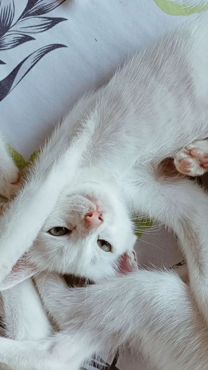Gata angorá  - Foto 3