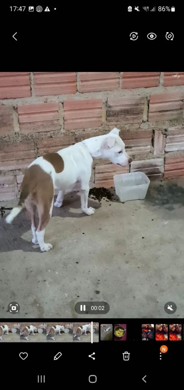 Pitbull  - Foto 2