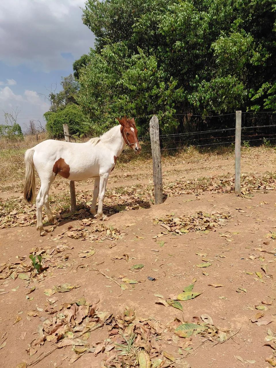 Potra manga larga marchador  - Foto 4