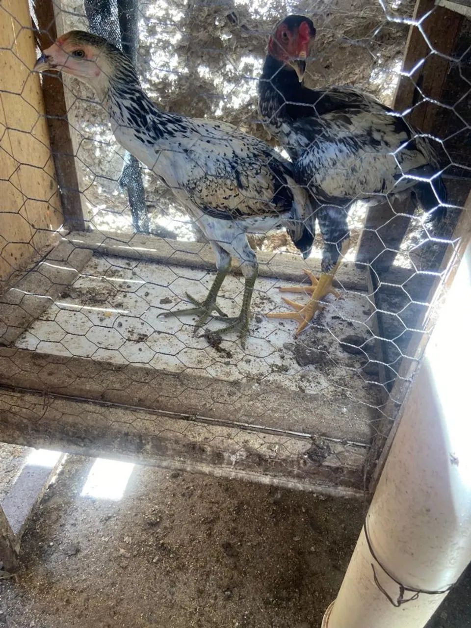 Frango caipira  - Foto 2
