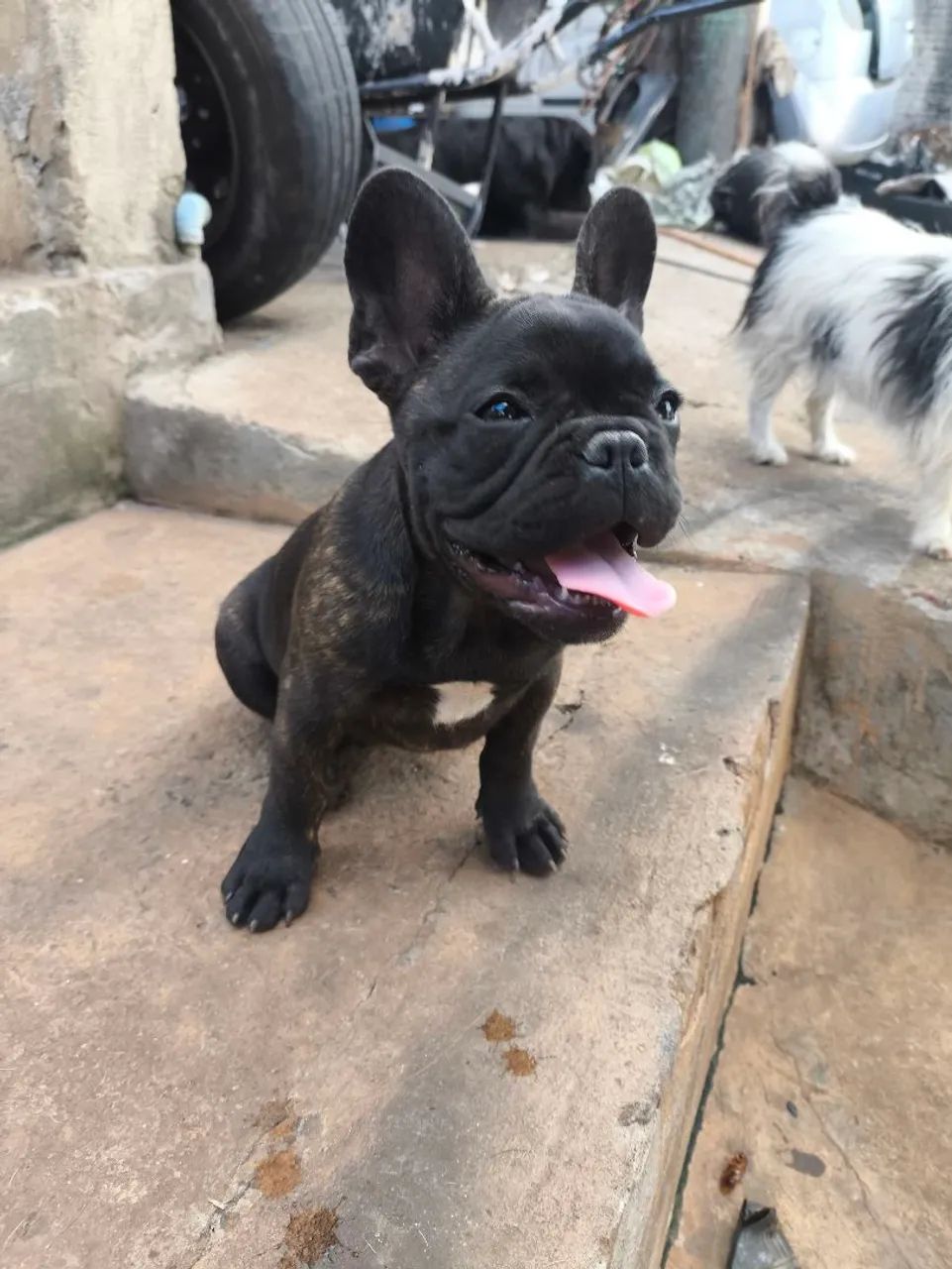 Fêmea linda 3 meses  - Foto 2