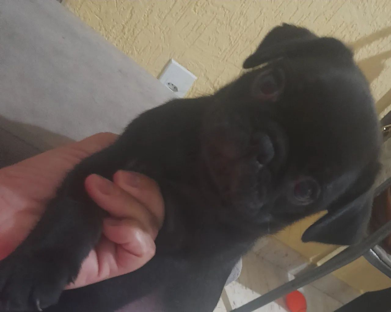 Pug Macho  - Foto 2