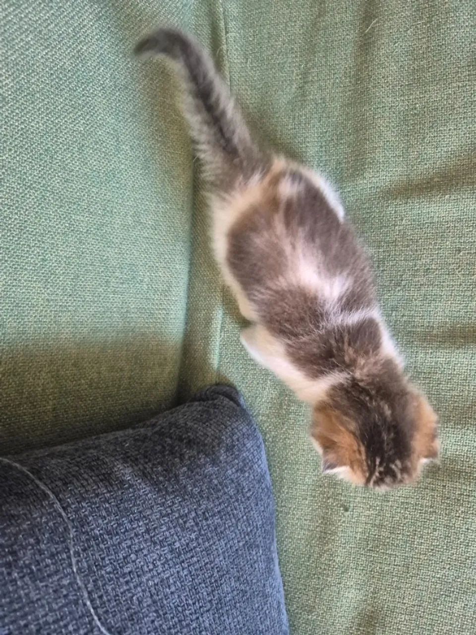 Filhote Scottish fold  - Foto 6