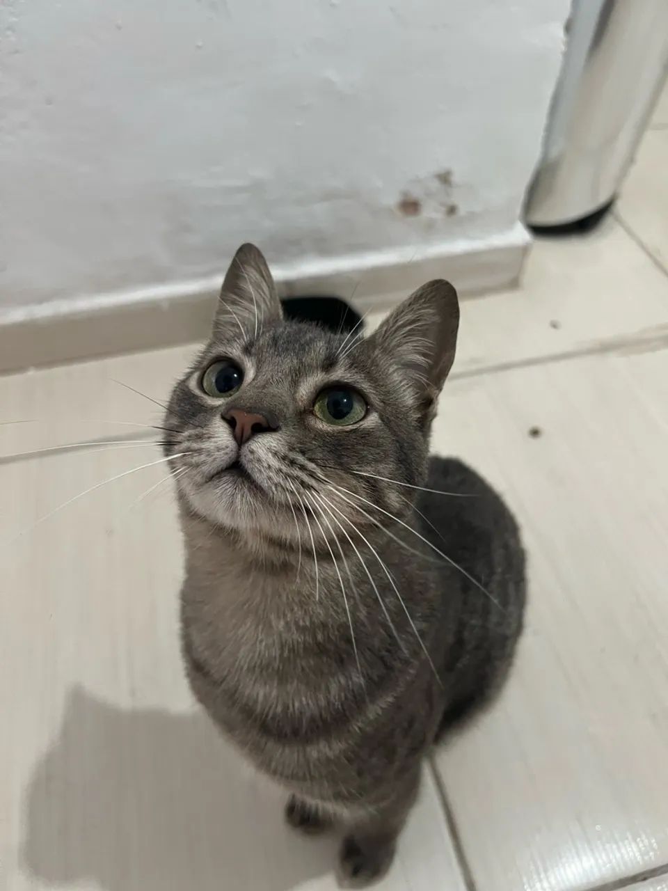 Doa-se gatinho macho / Adoção Responsável 