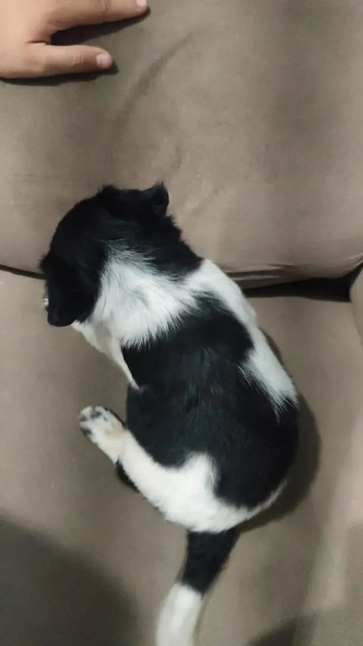Filhotes de cachorro ? - Foto 5