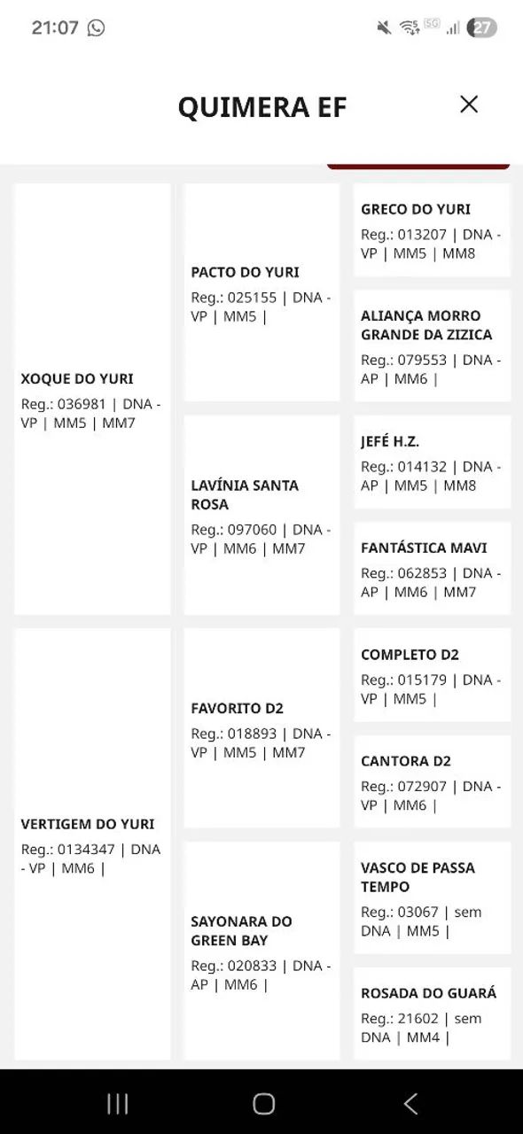 POTRA MANGALARGA MARCHADOR REGISTRADA - Foto 3