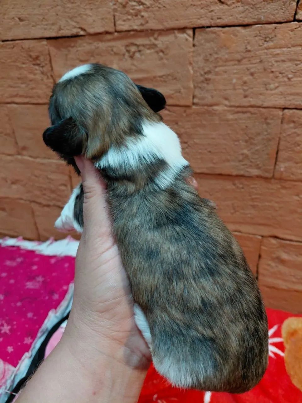 Shih Tzu Macho - Foto 5