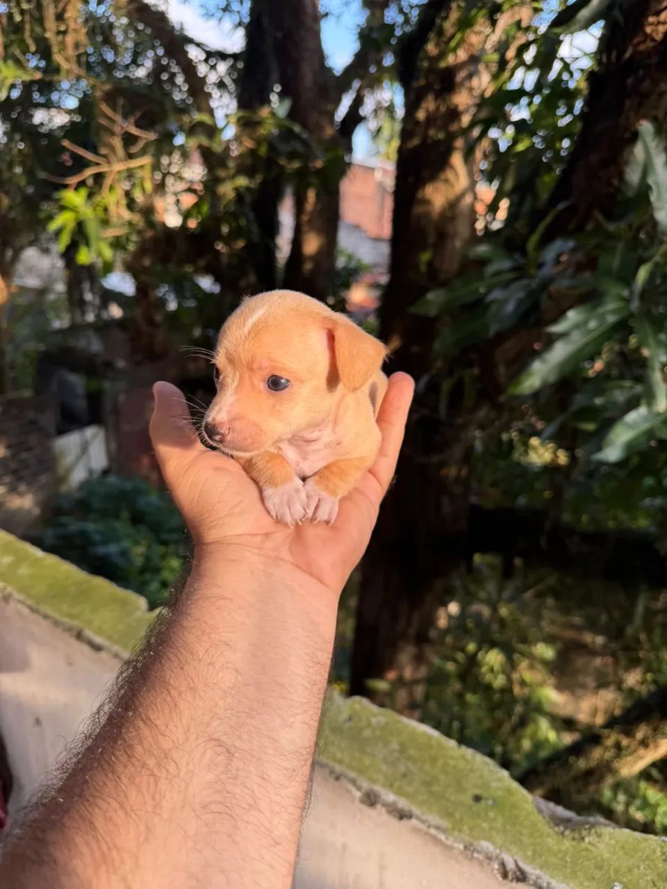 Filhote Pinscher mini 