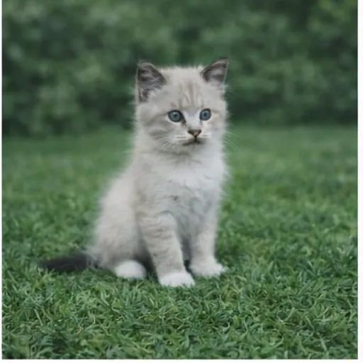 Gatinhos fofinhos - Foto 2