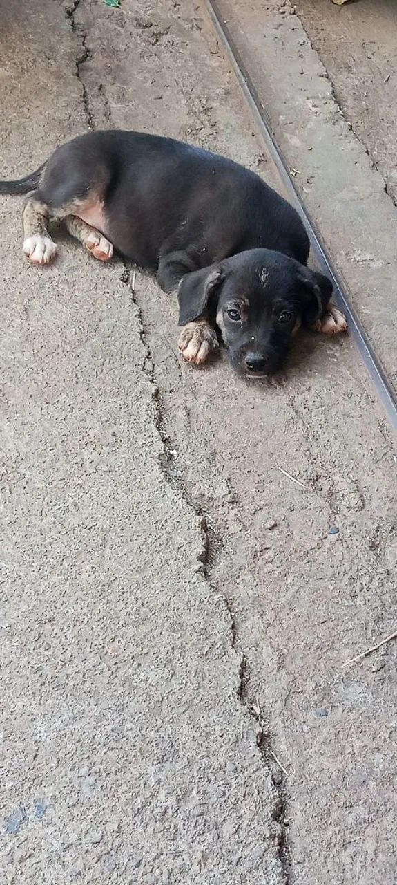 Doação de cachorros 