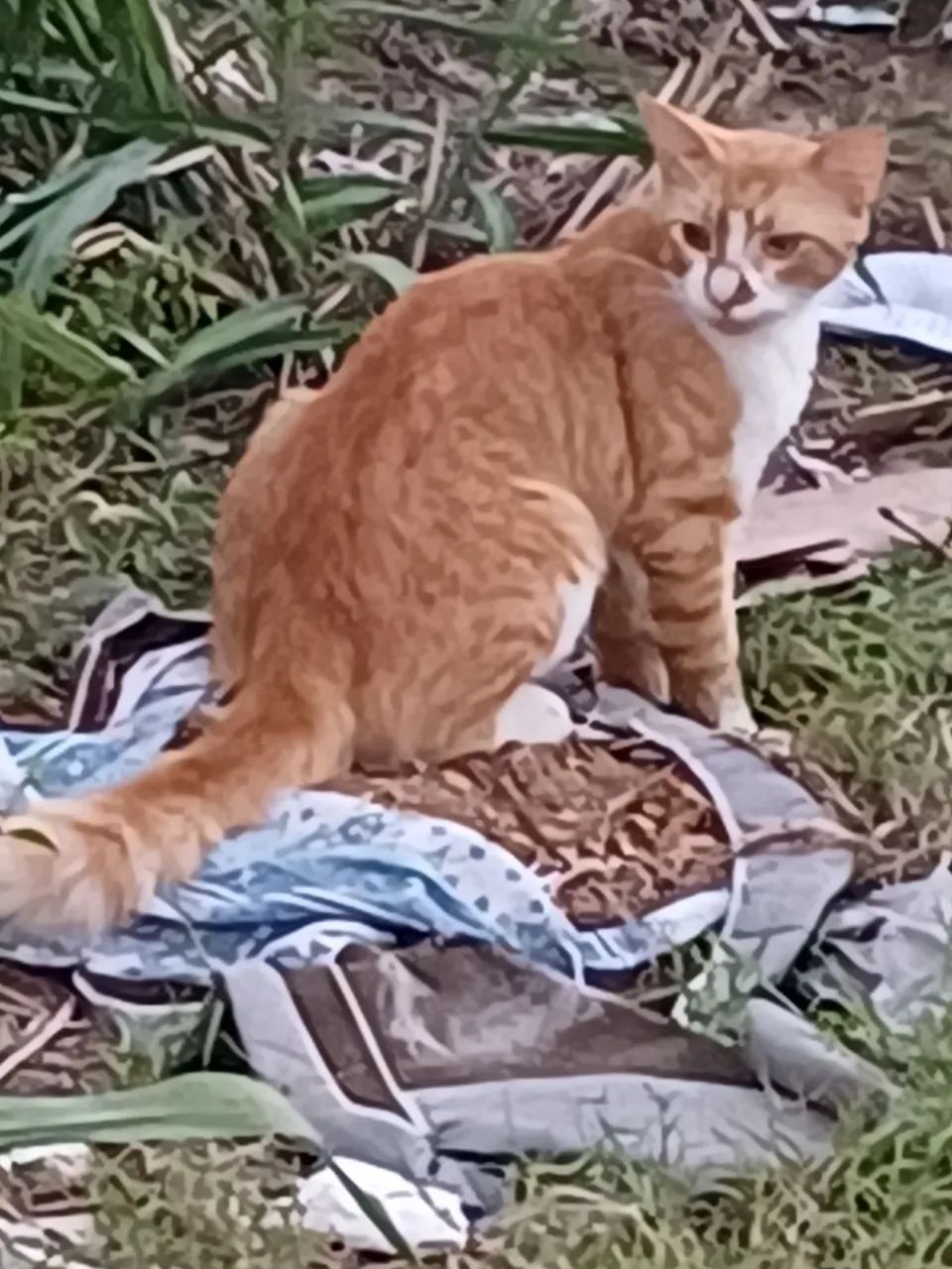 Adoção Responsável  - Foto 3