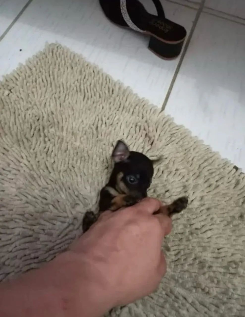Pinscher ZERO