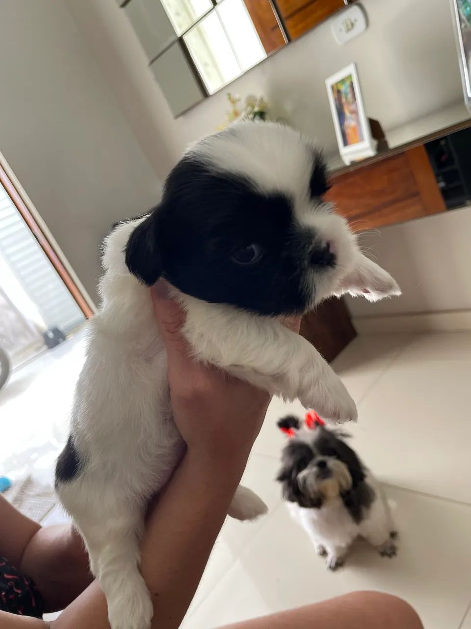 Cachorro Shih Tzu MACHO 