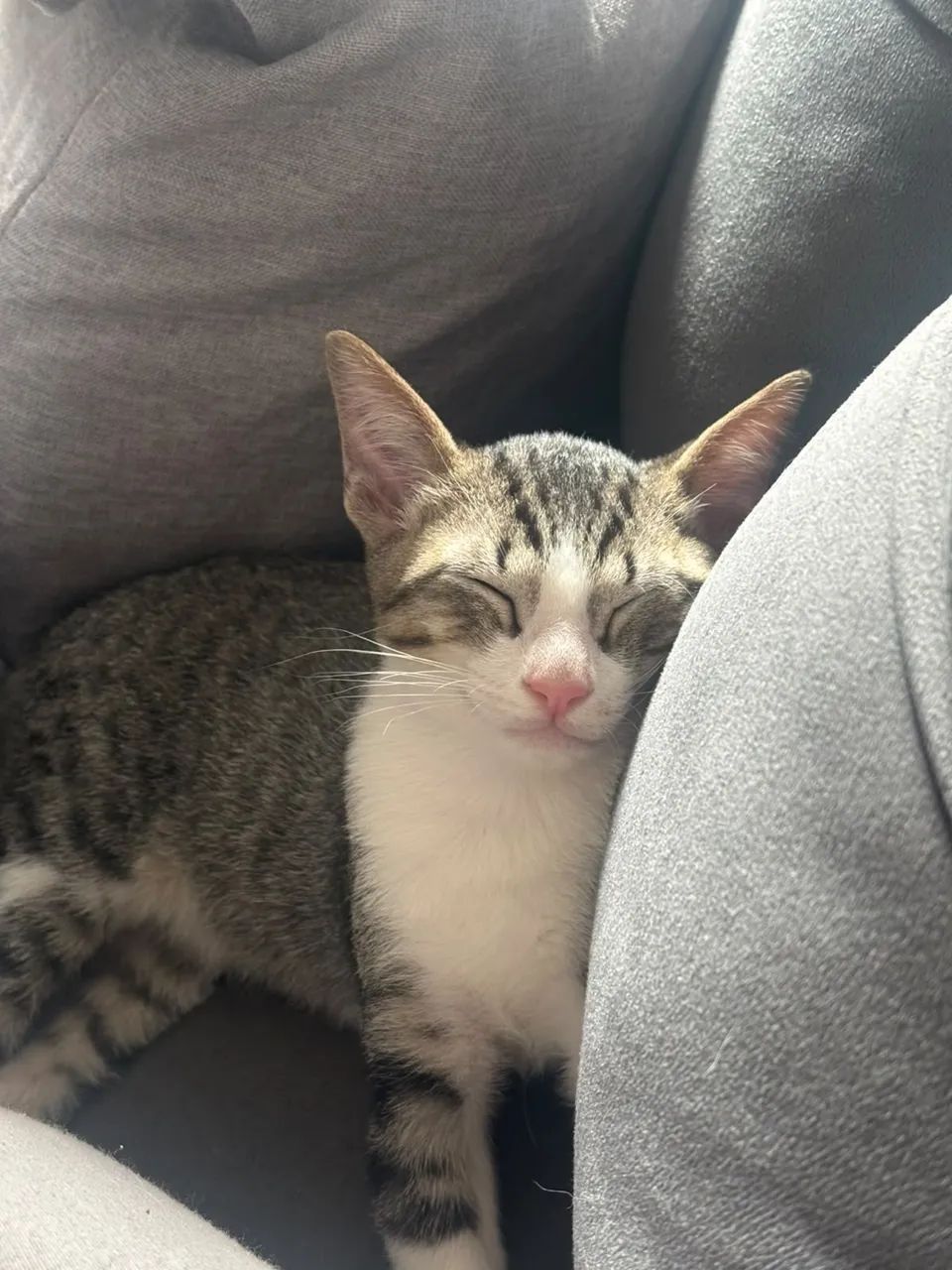Doação de gato macho, dócil e brincalhão  - Foto 2