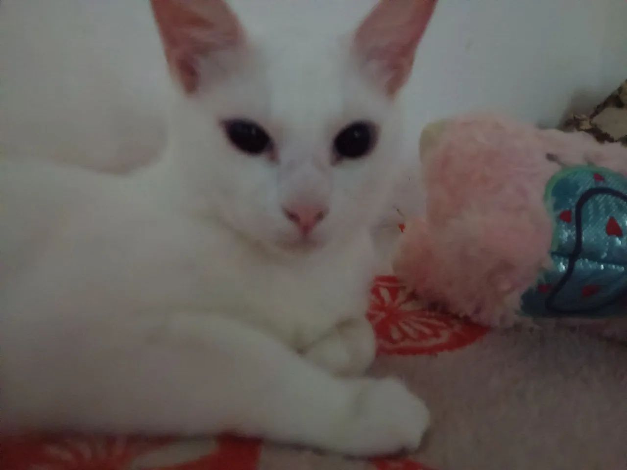 GATOS FILHOTES PRA ADOTAR - Foto 3