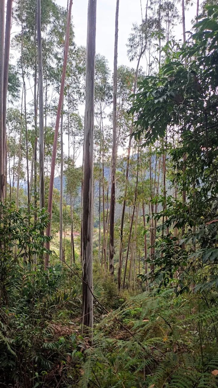 ? SÍTIO À VENDA COM PLANTAÇÃO DE EUCALIPTO | ÓTIMA OPORTUNIDADE - Foto 4